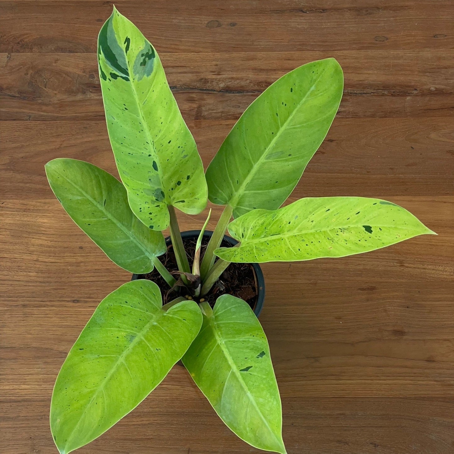 Philodendron melinonii hybrid marble variegated