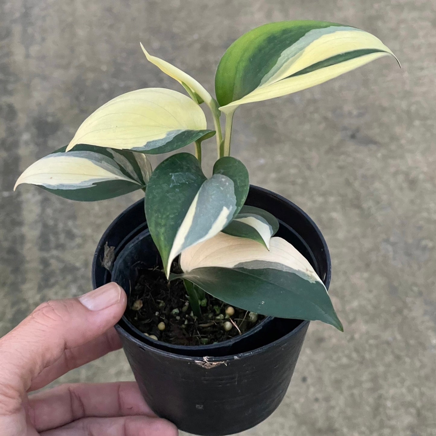 Scindapsus blue albo (Set 0f 10 Plants)