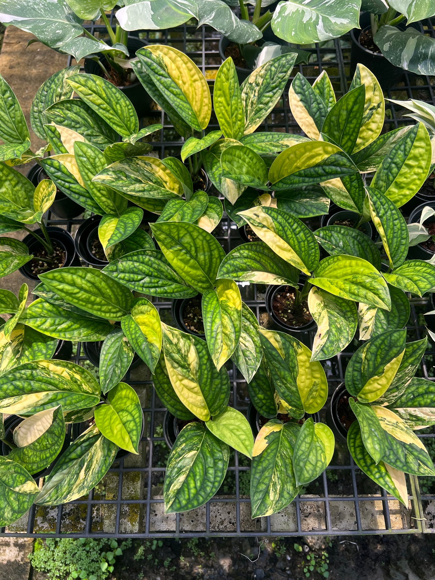 Monstera karstenianum (Peru) variegated