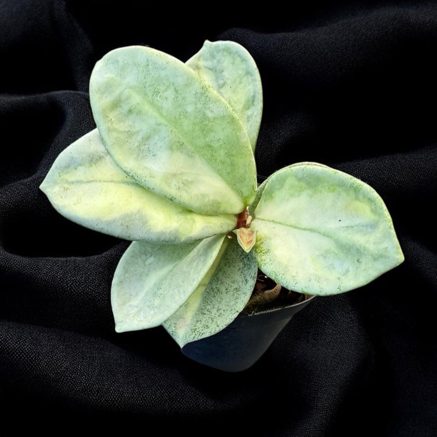 Hoya argentea princess