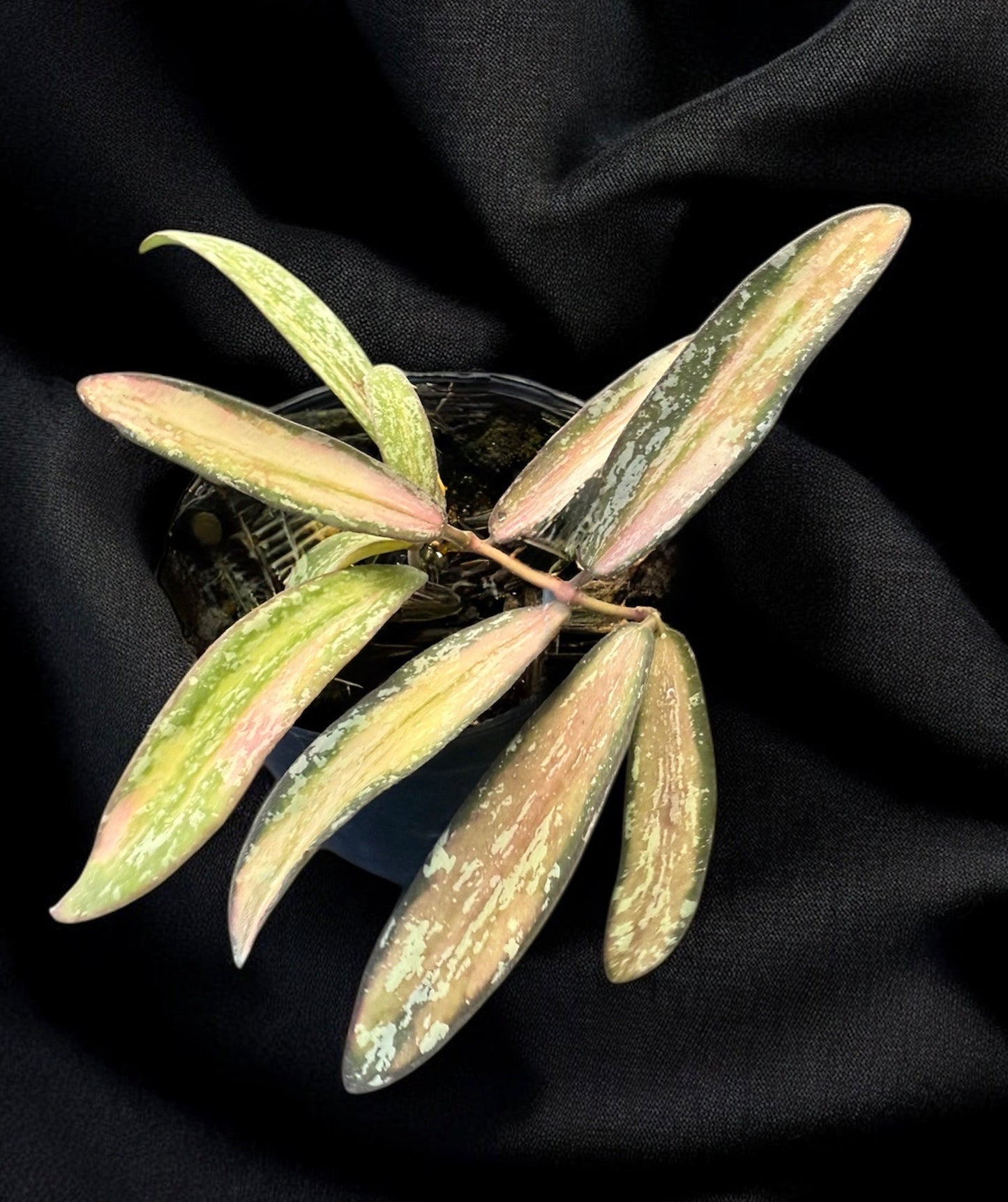 Hoya sigllatis variegated splash (inner)