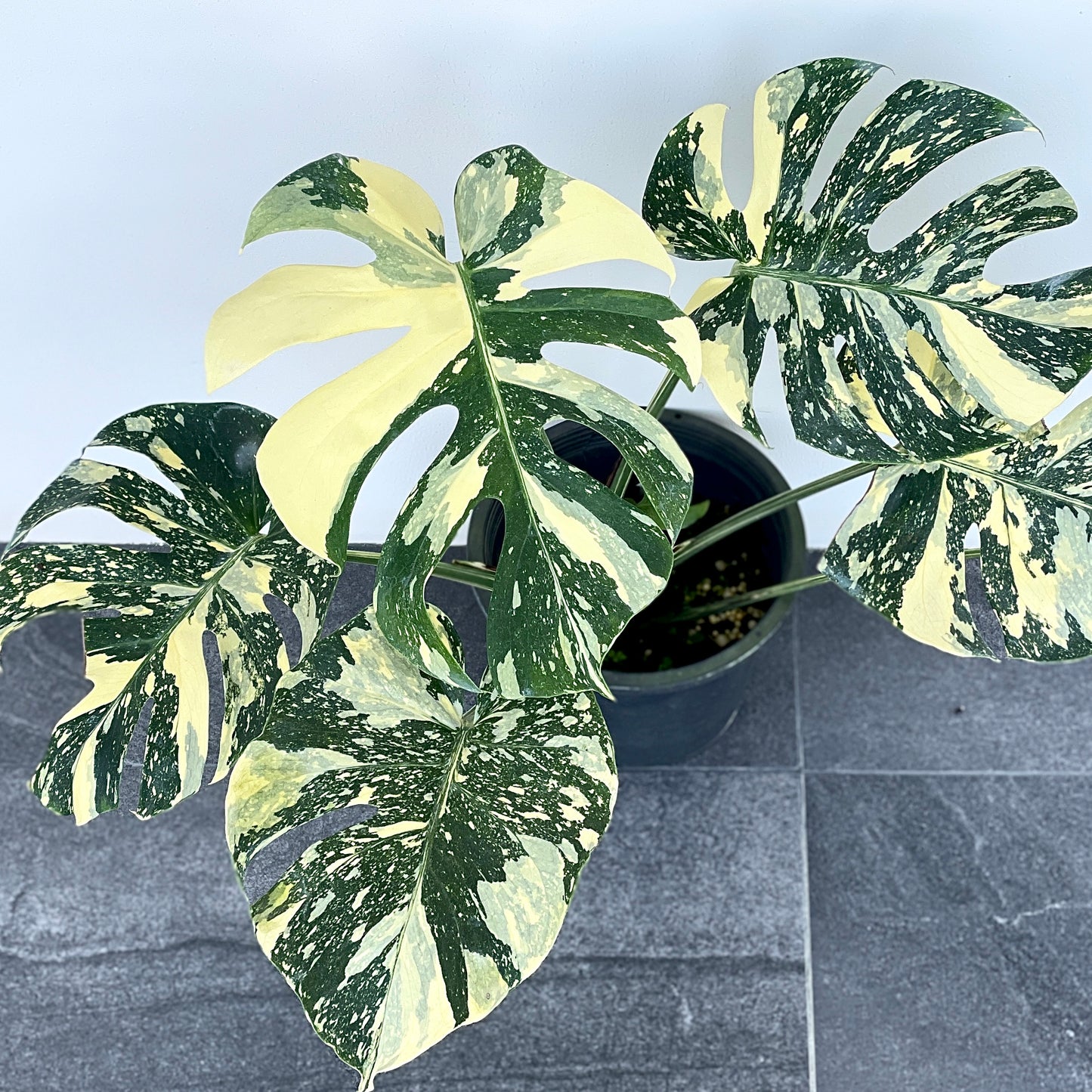 Monstera deliciosa cream buree