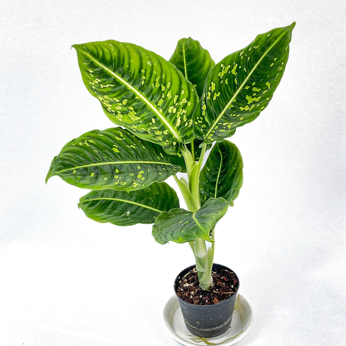 Dieffenbachia reflector