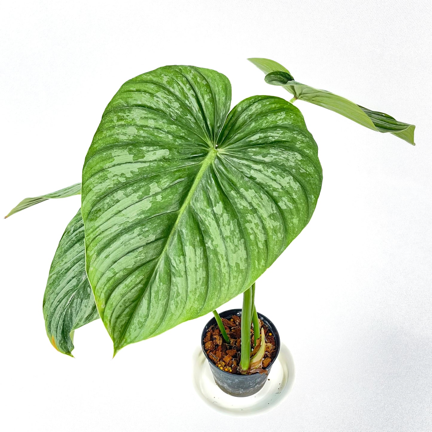Philodendron pastazanum silver