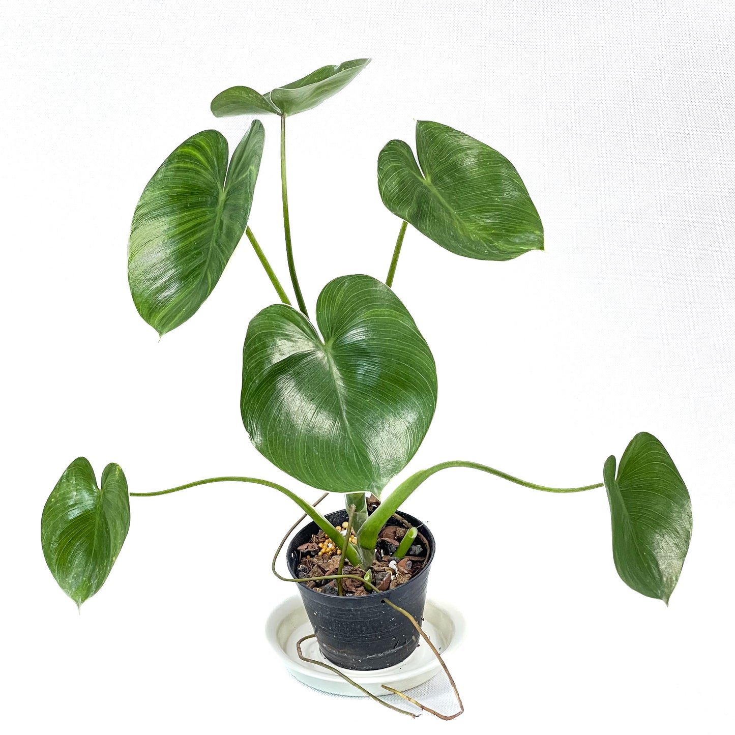 Philodendron Ricardoi