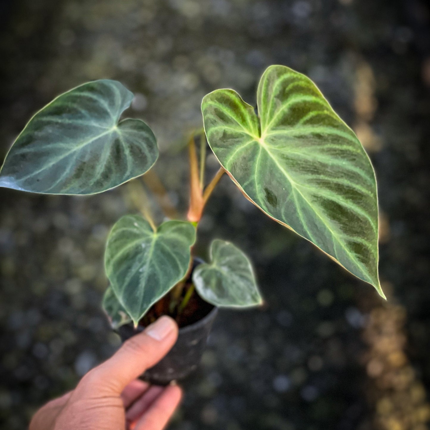 Philodendron verrucosum mini