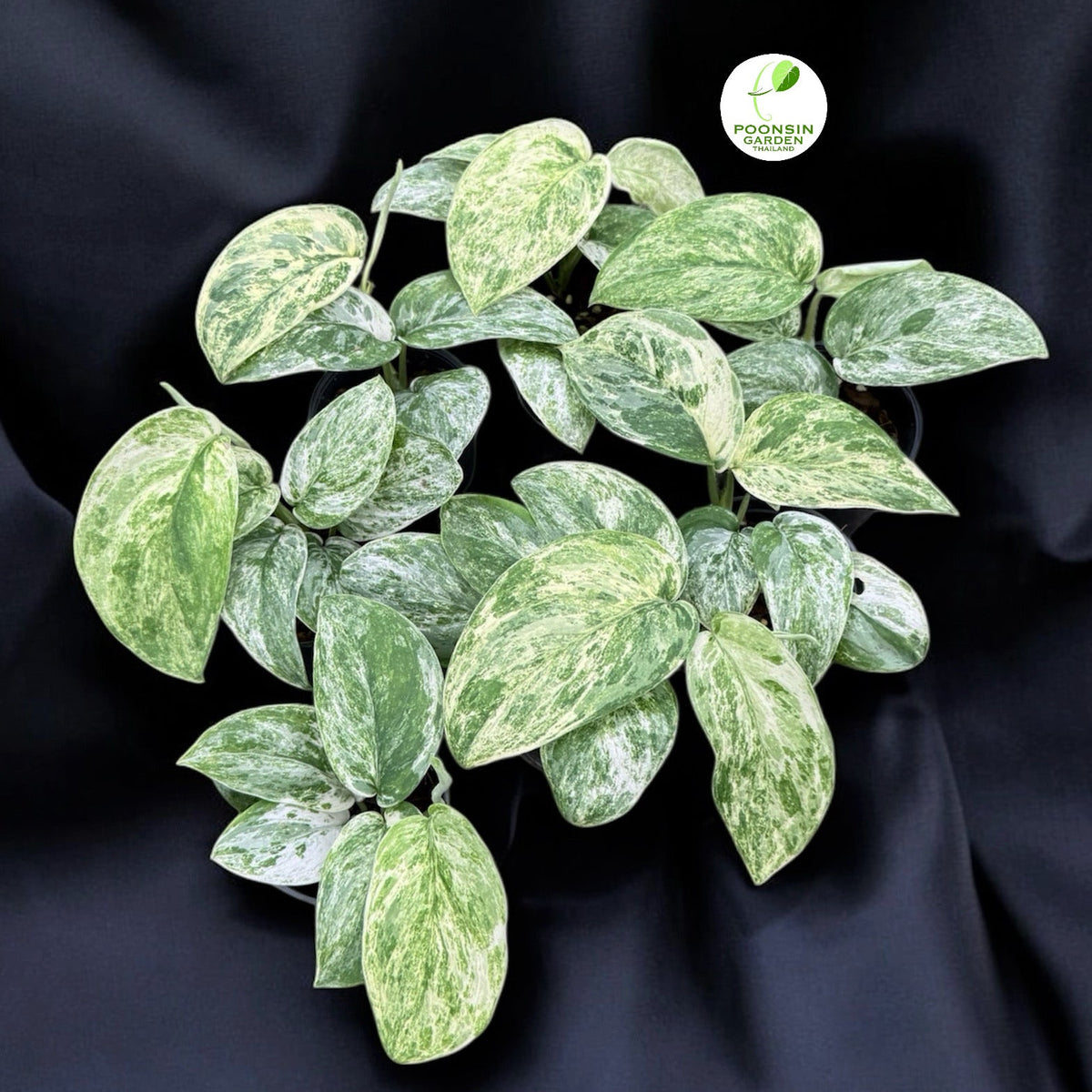 Scindapsus jade satin marble variegated