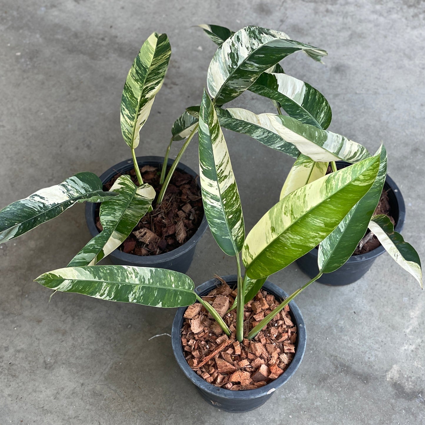 Epipremnum giganteum albo variegated