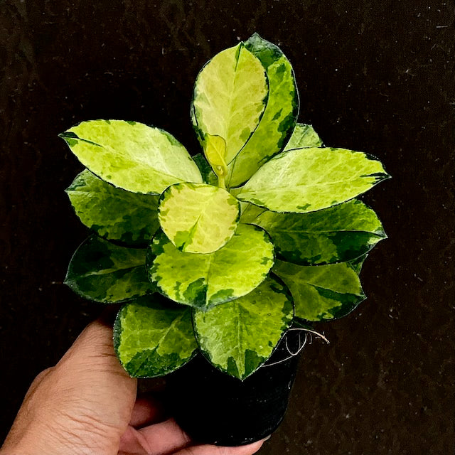 Hoya australis