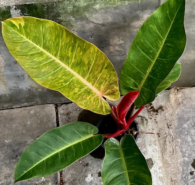 Philodendron bonus variegated