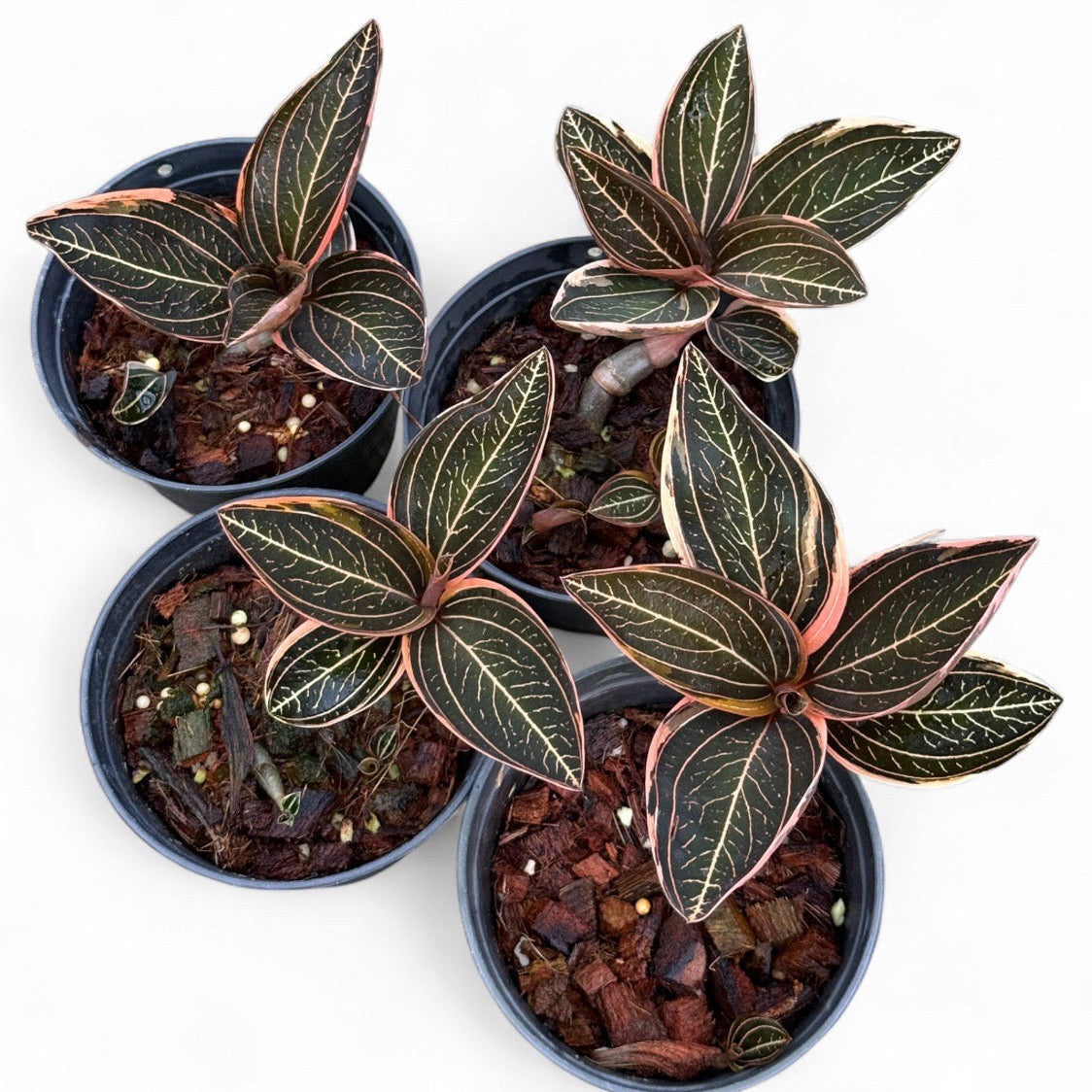 Jewel orchid (Ludisia discolor) 'Rose gold' (CITES2)