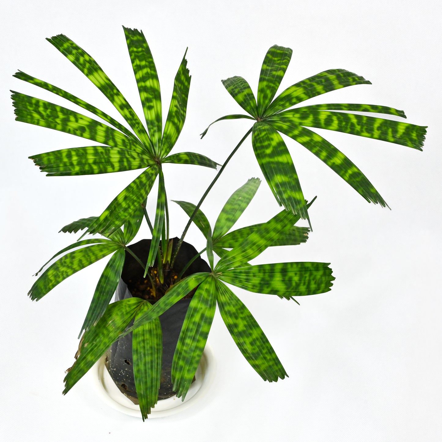 Licuala mapu
