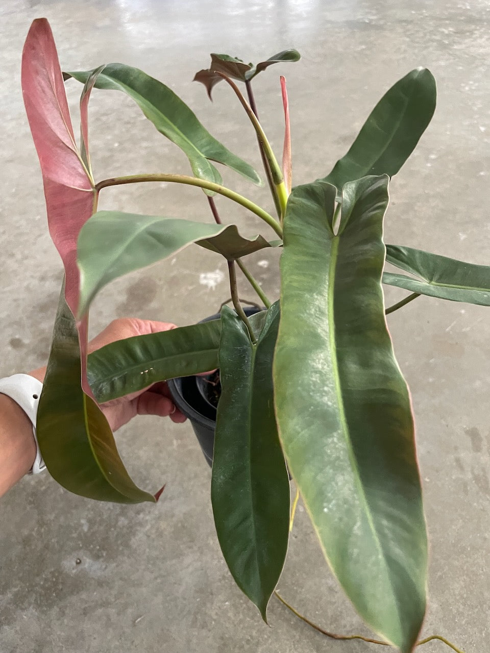 Philodendron atabapoense