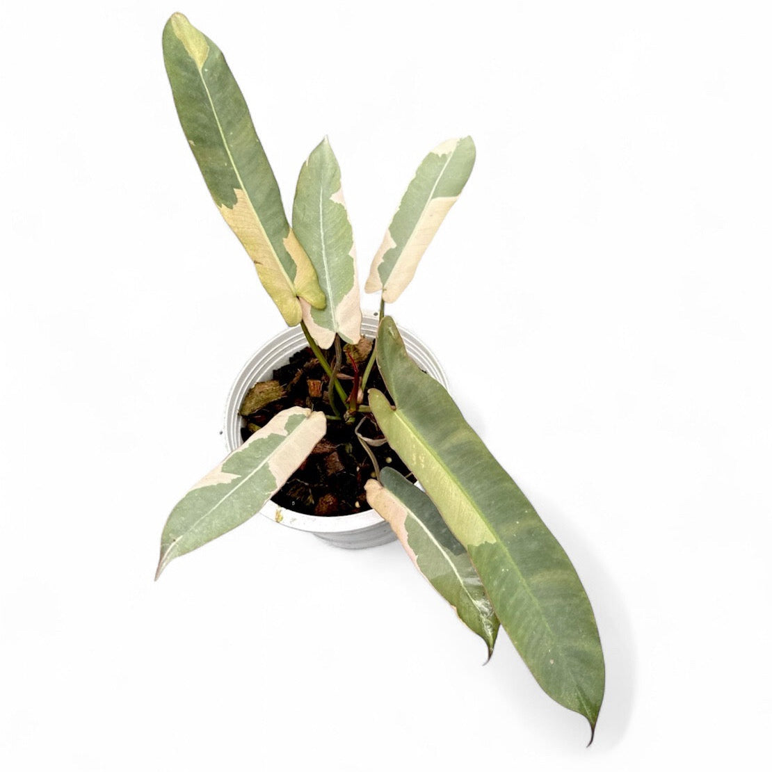Philodendron atabapoense copy variegated (M)