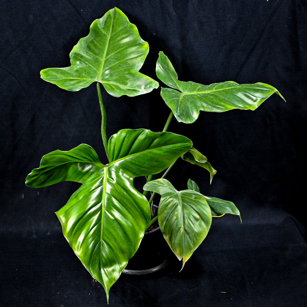 Philodendron barrosoanum