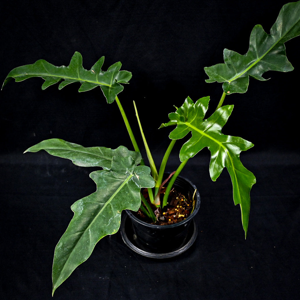 Philodendron Bob Cee