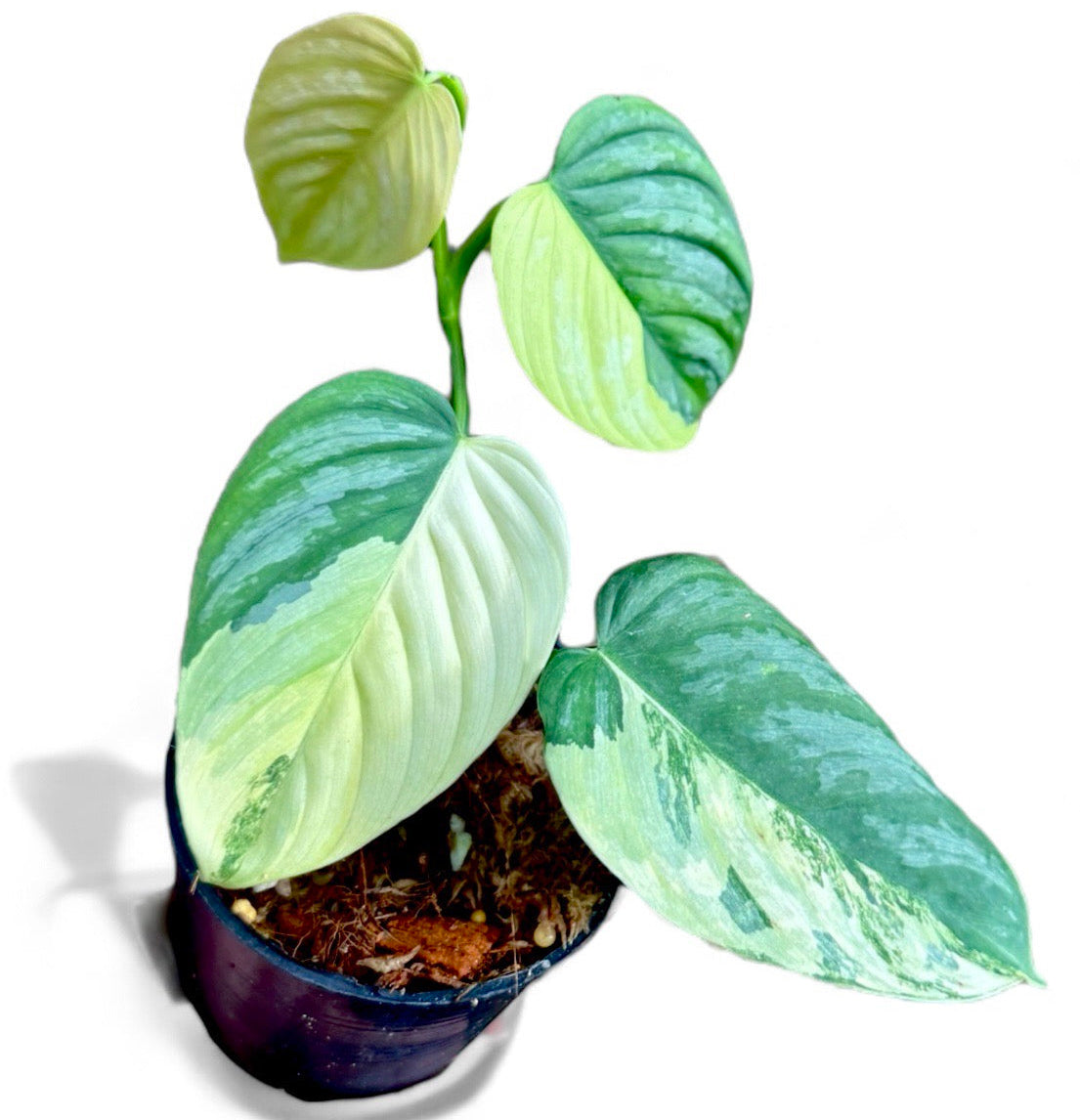 Philodendron brandtianum variegated (3-4 leaves)