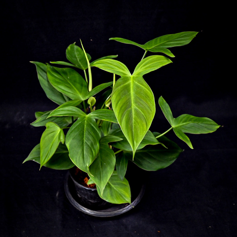 Philodendron camposportoanum