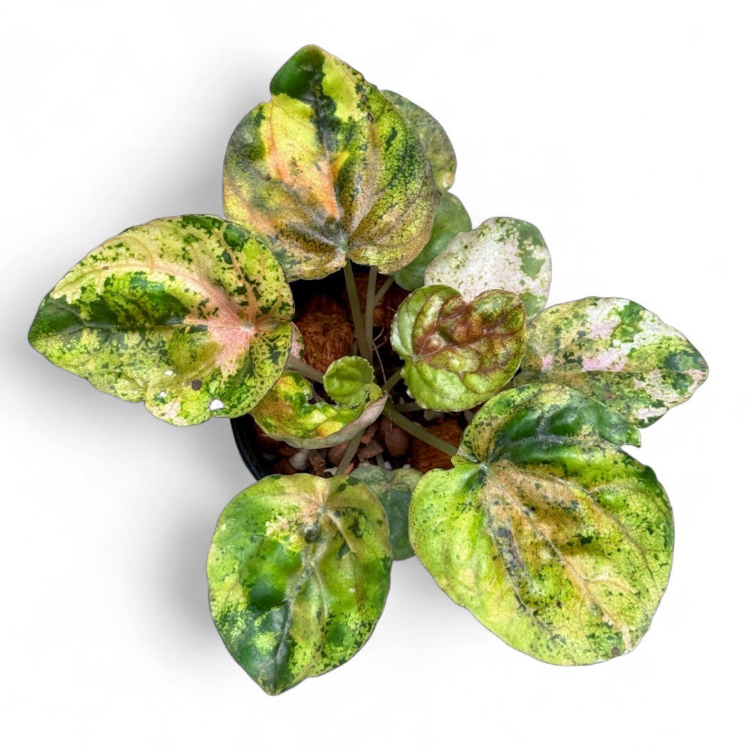 Peperomia Carnival
