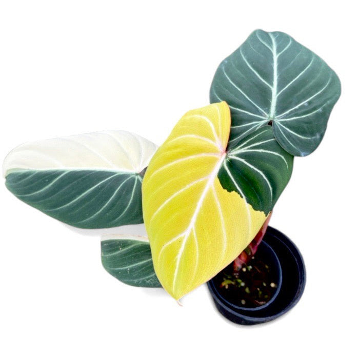 Philodendron gloriosum variegated (Type 1)