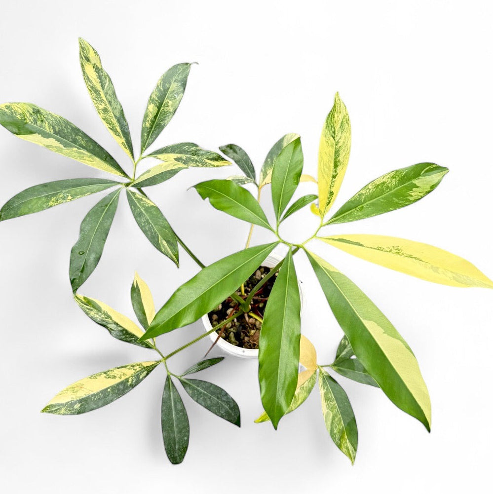 Philodendron goeldii variegated