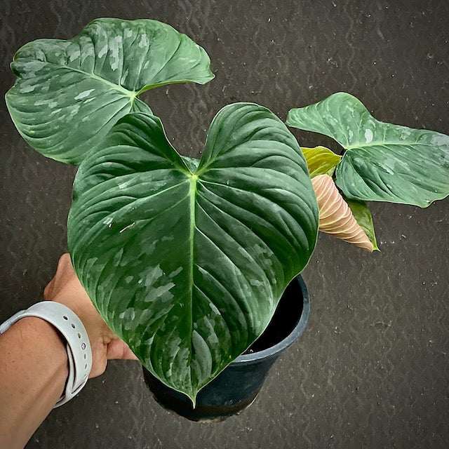 Philodendron majestic