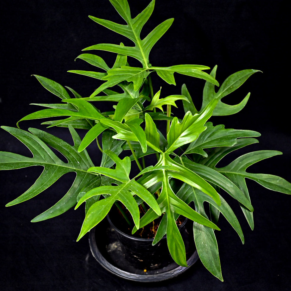 Philodendron quercifolium