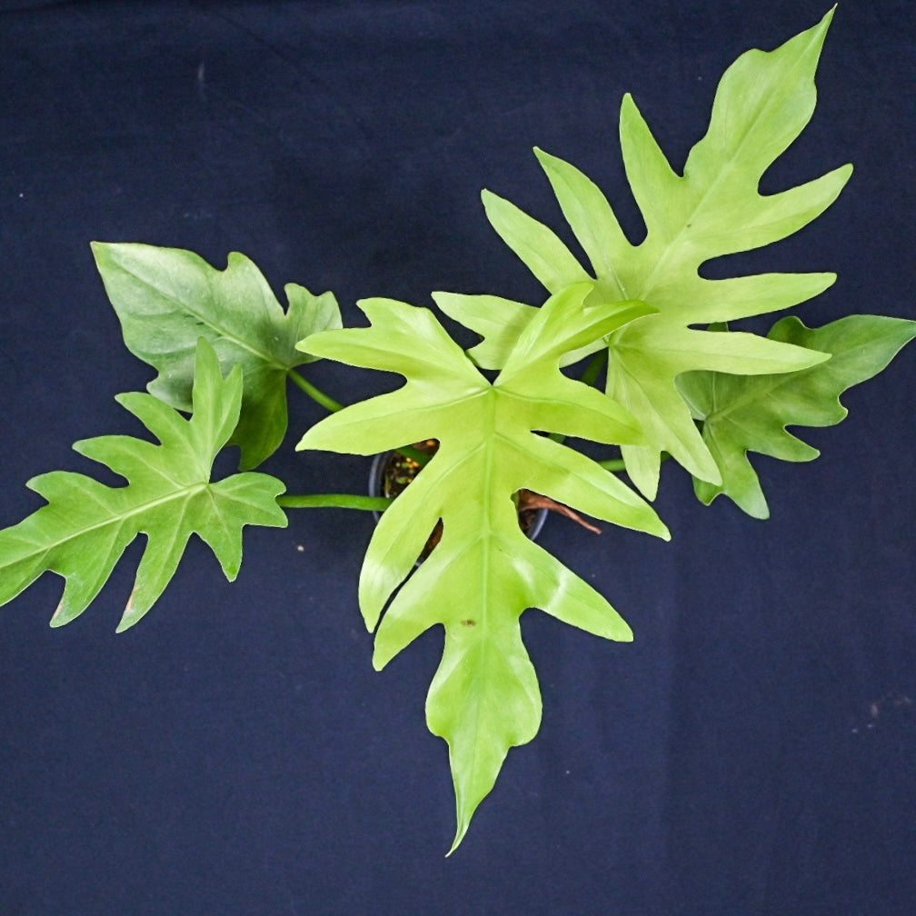 Philodendron radiatum variegated No.2 (mint)