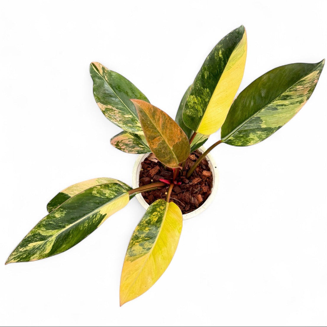 Philodendron red congo variegated