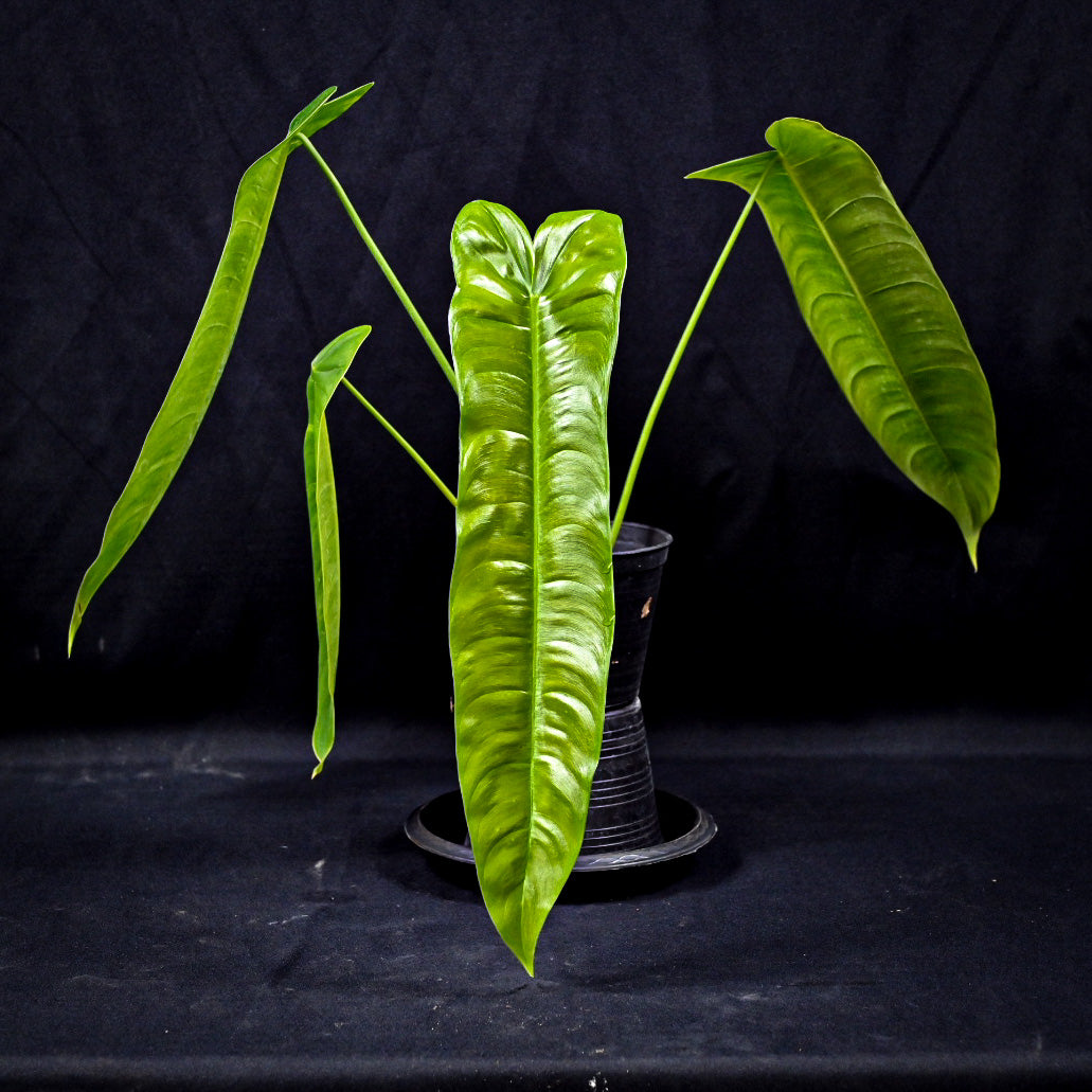 Philodendron sharoniae