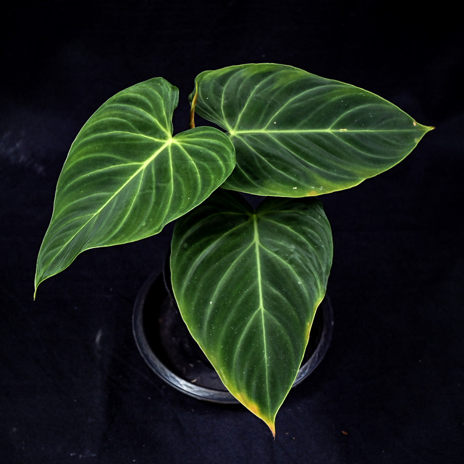 Philodendron splendid