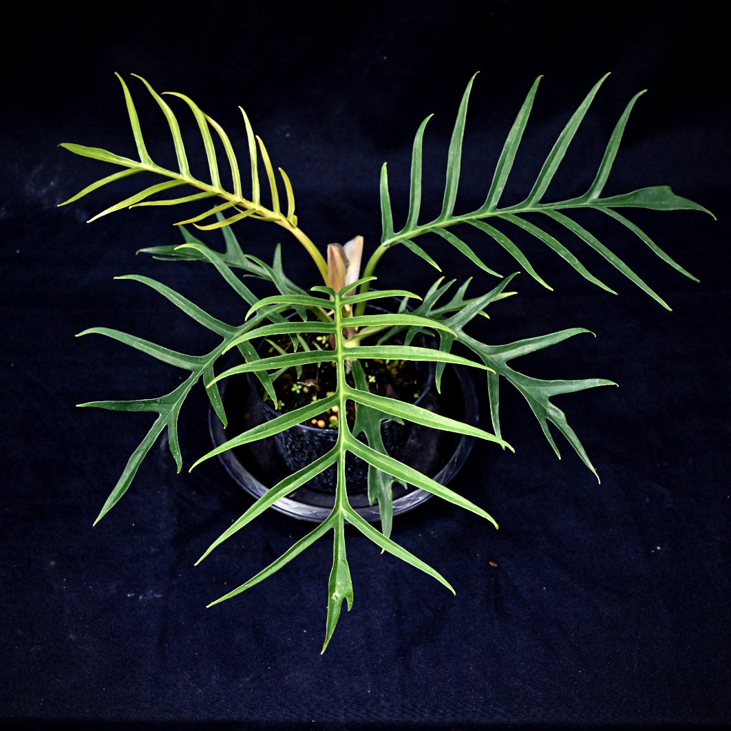 Philodendron tortum