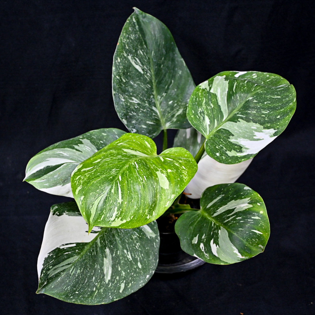 Philodendron white wizard marble