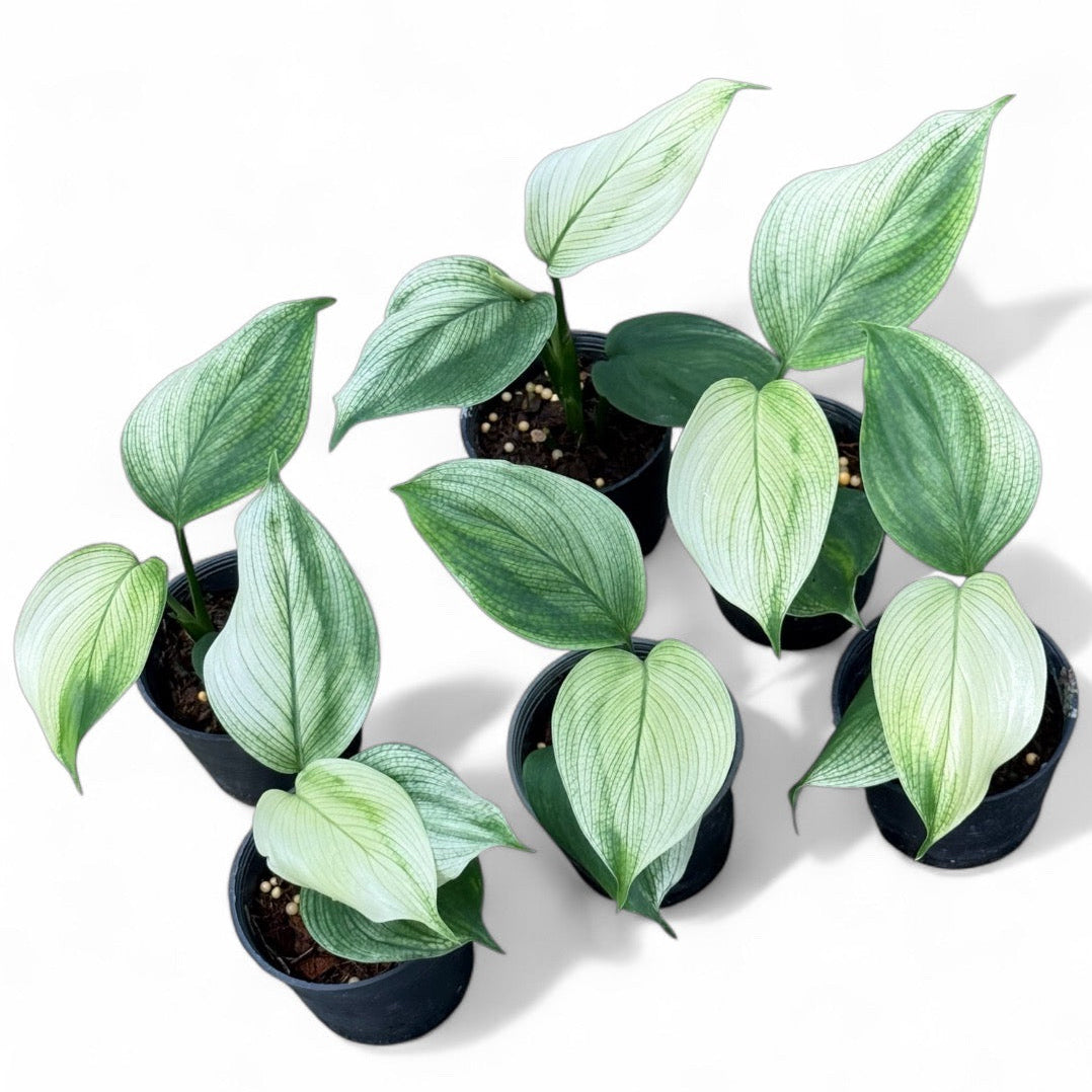 Scindapsus white monster