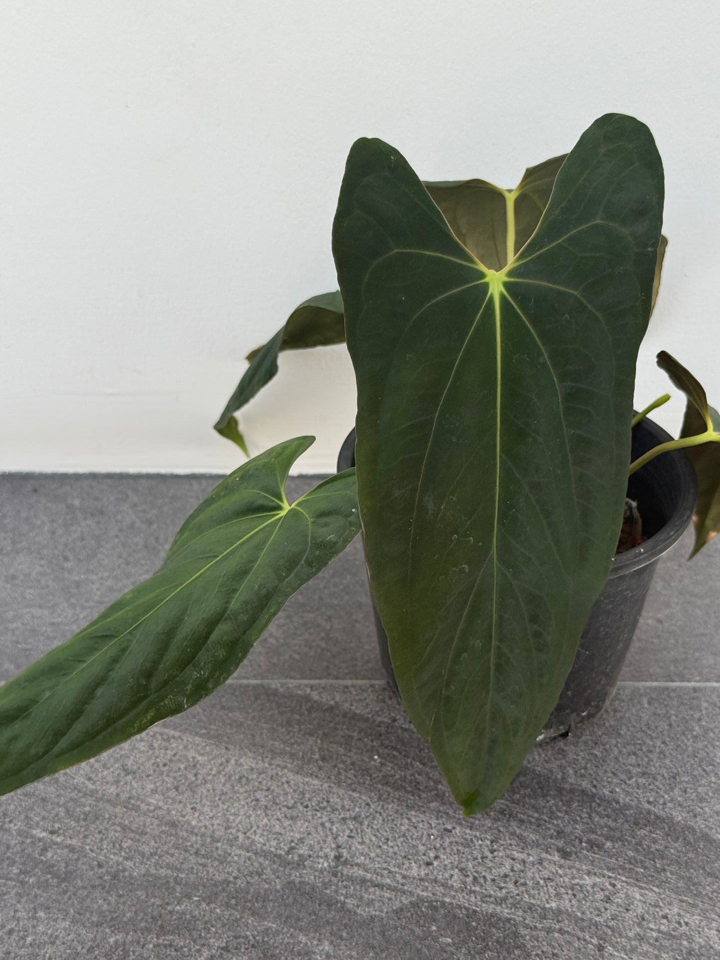 Anthurium papillilaminum 'Fort sherman' (3-4 leaves)
