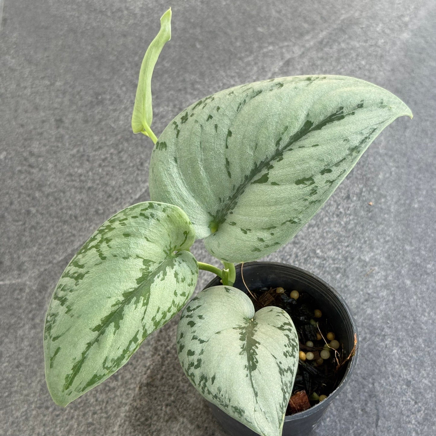 Scindapsus sp. No.9