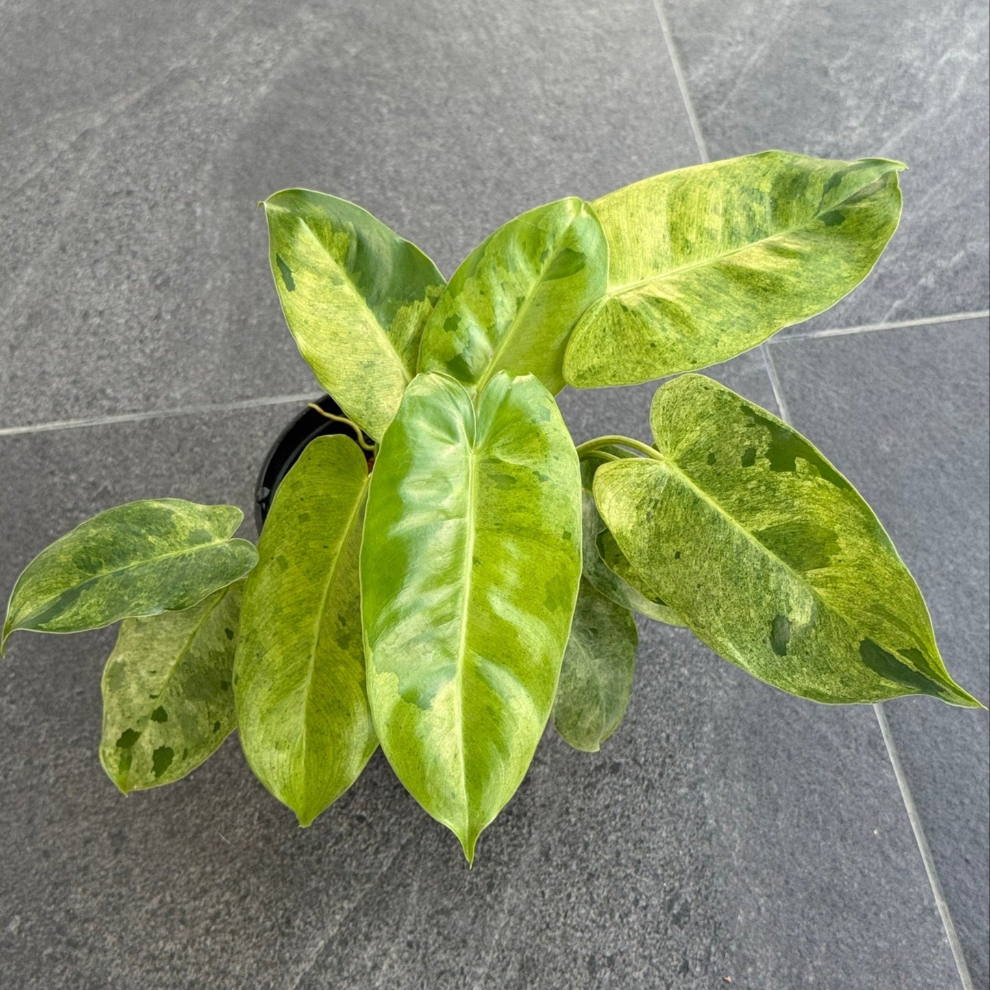 Philodendron burle marx variegated (marble)