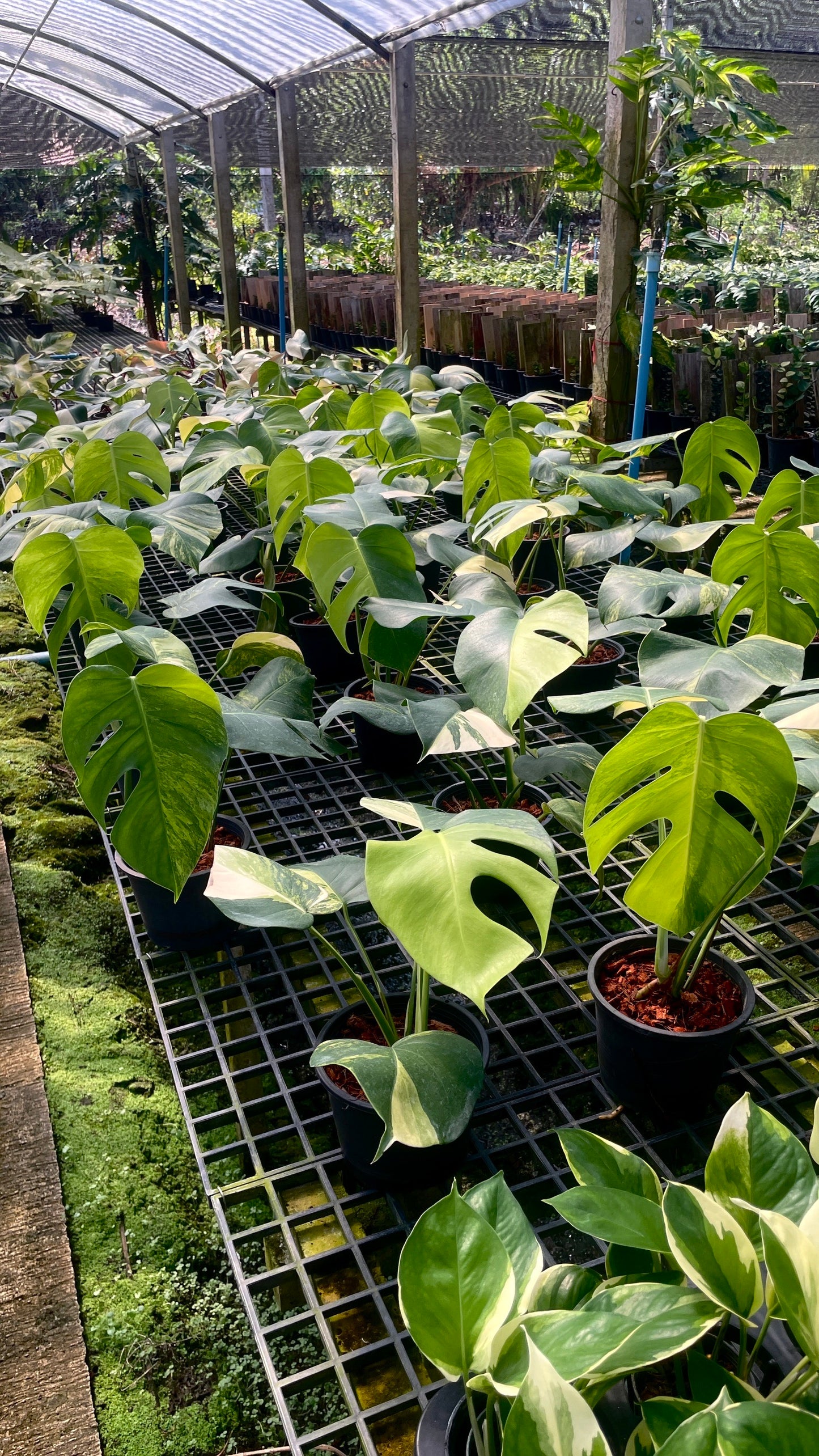 Monstera borsigiana aurea variegated (3-4 leaves)