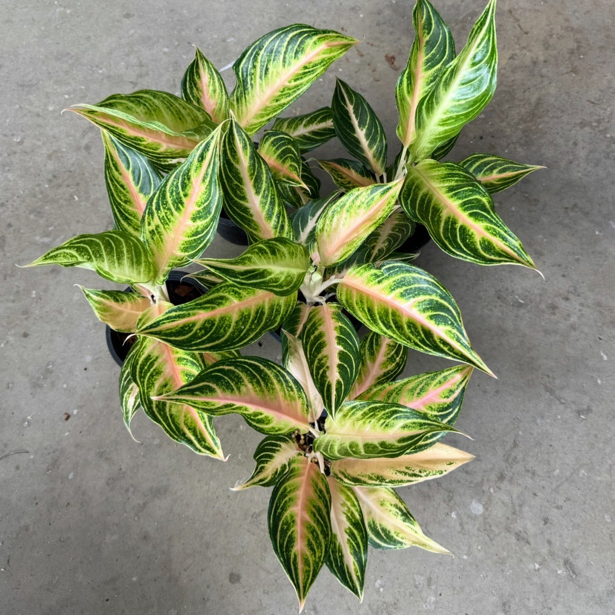 Aglaonema 'Pink Panama'