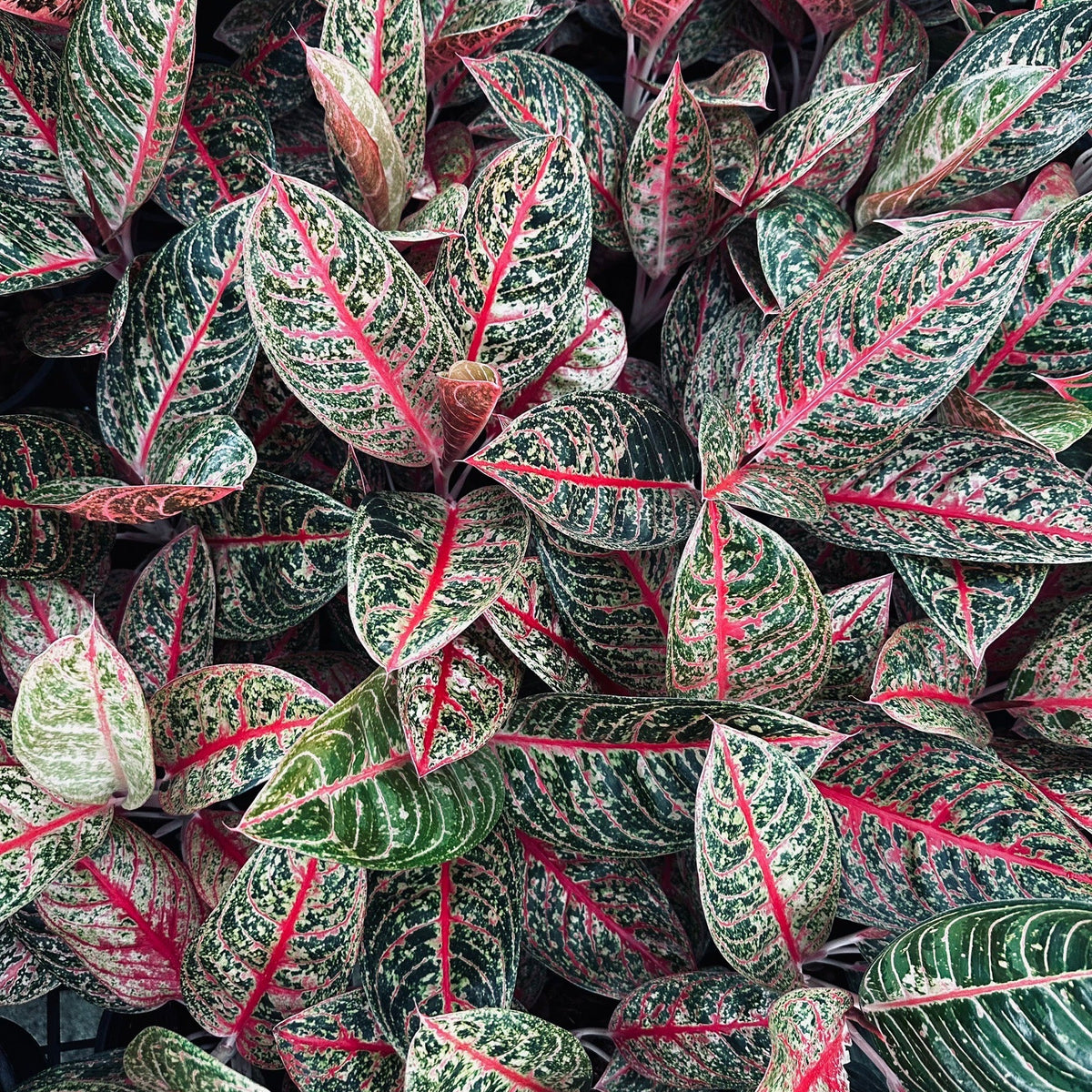 Aglaonema 'Diana'