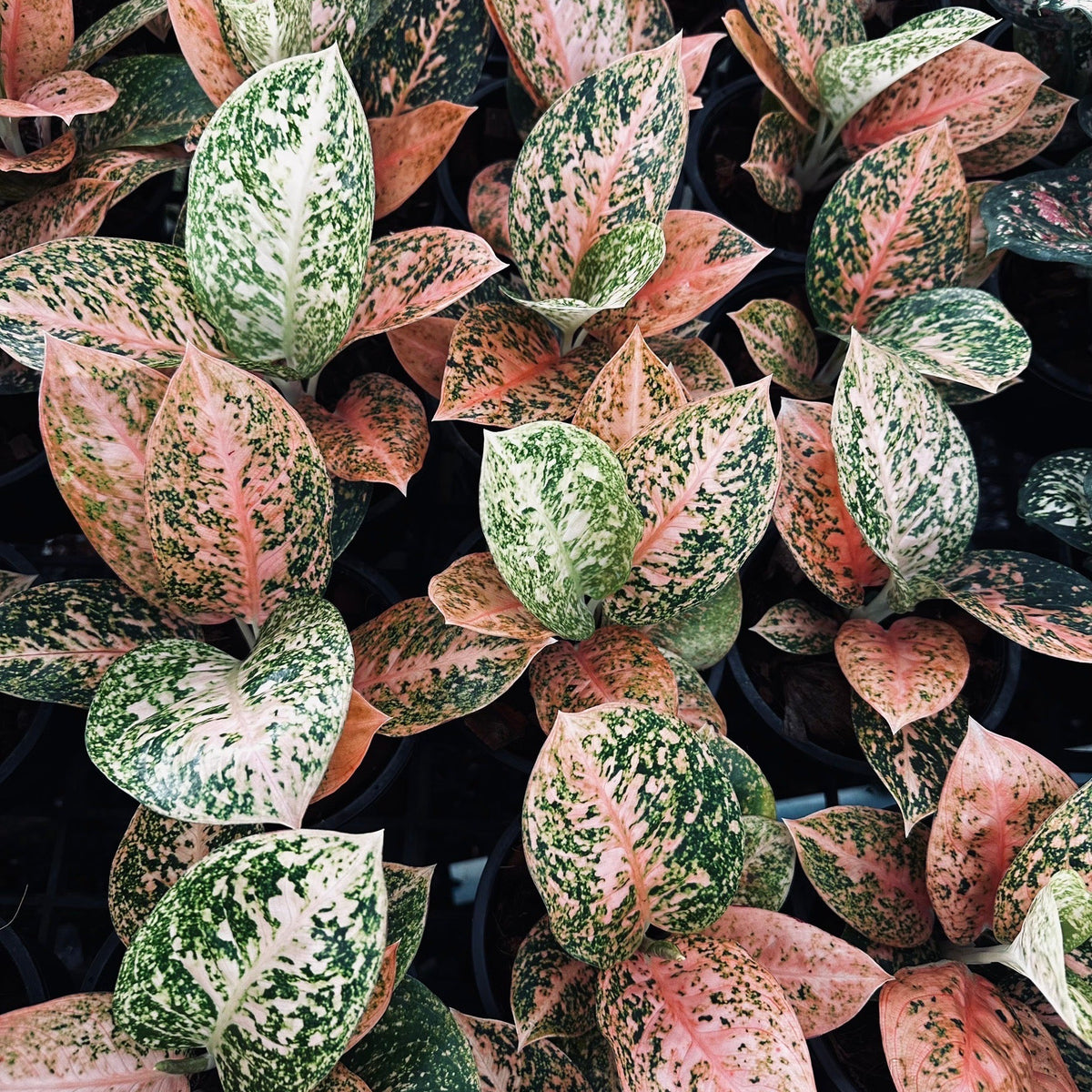 Aglaonema 'Thap Som'