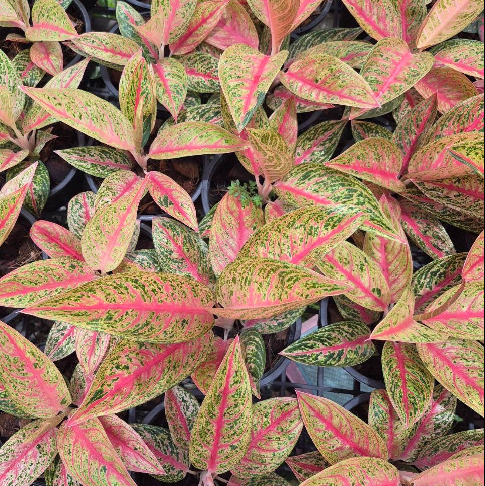 Aglaonema 'Red Legacy'