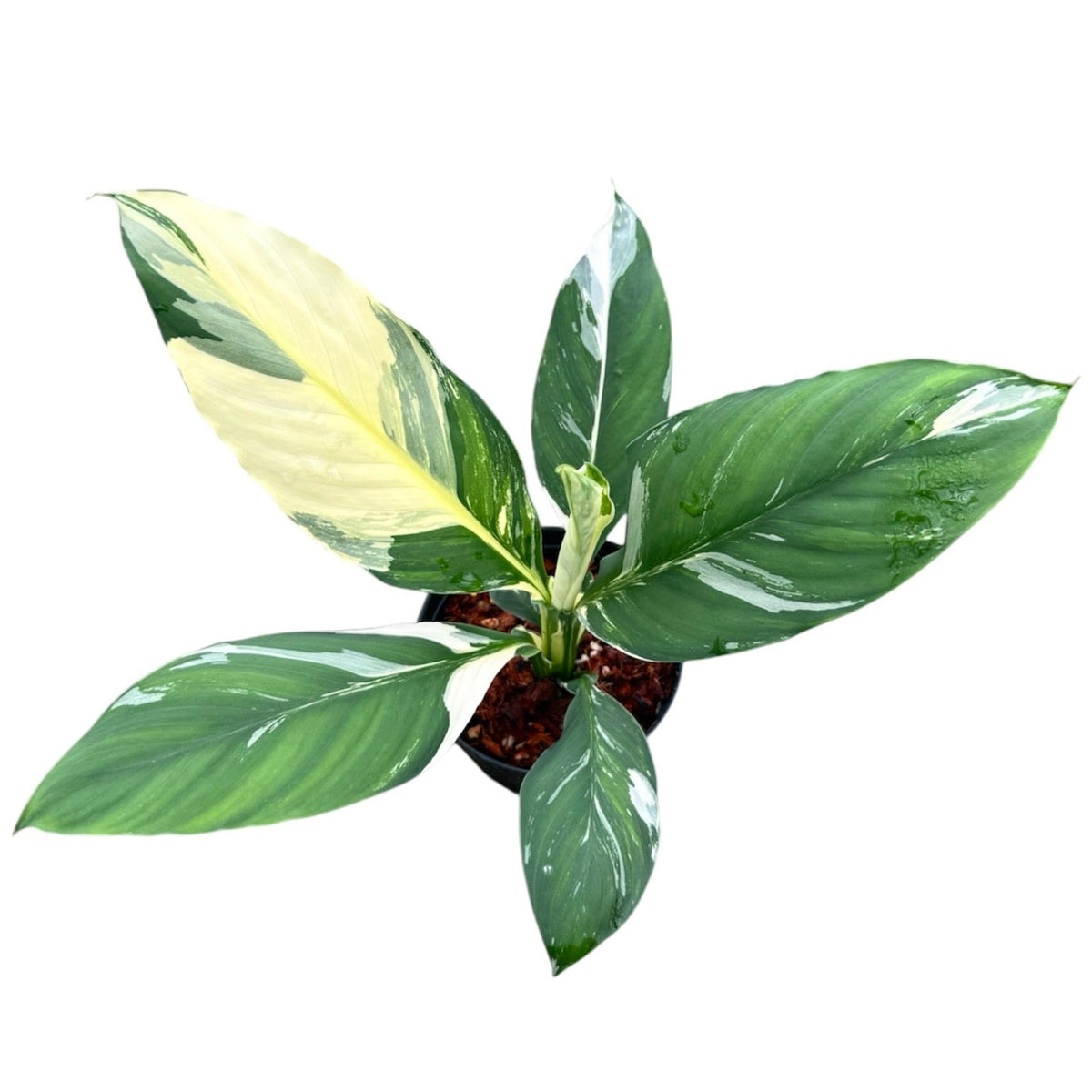 Spathiphyllum sensation albo variegated