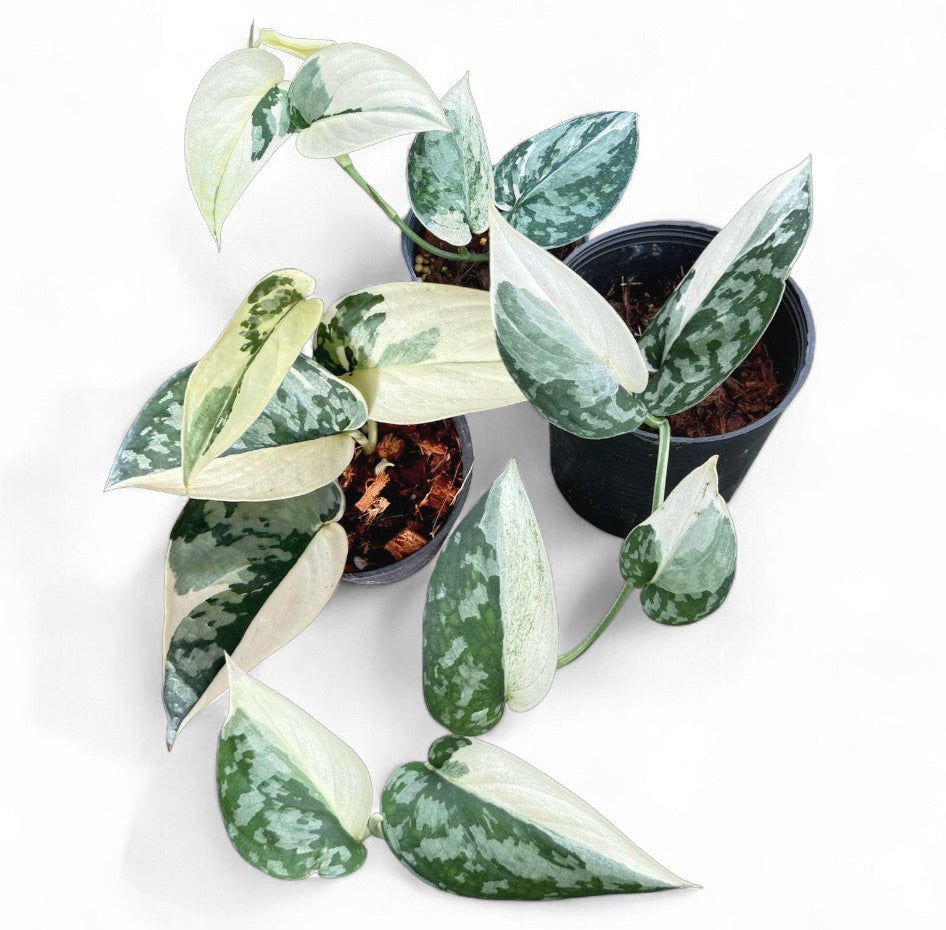 Scindapsus Myari