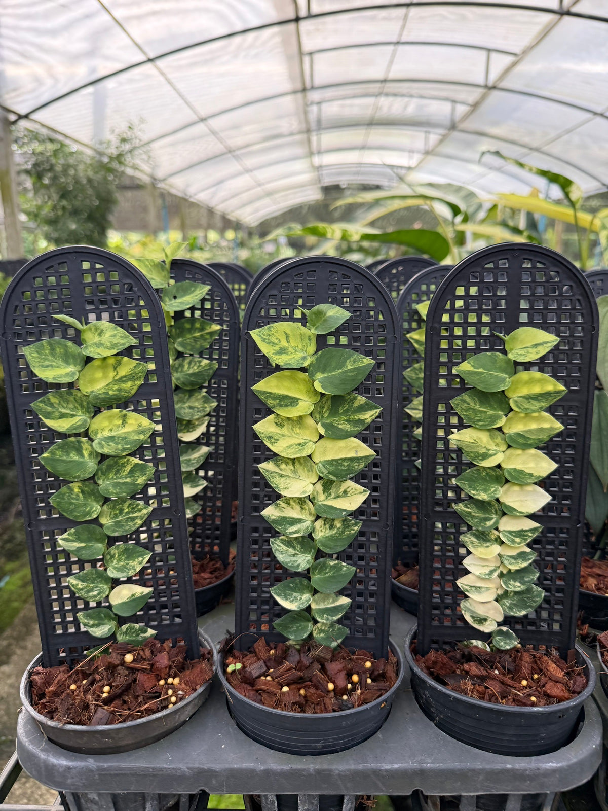 Rhaphidophora hayi variegated No.3 ‘golden light’