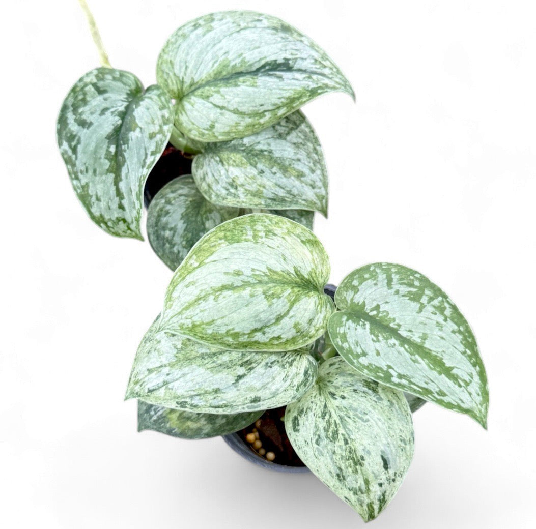 Scindapsus geulis mint variegated