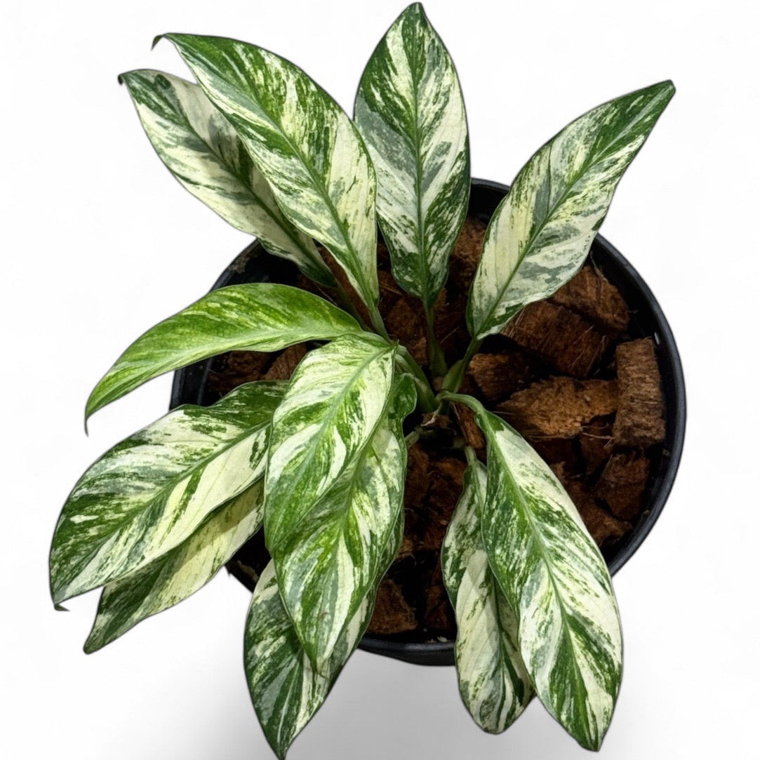 Spathiphyllum dwarf