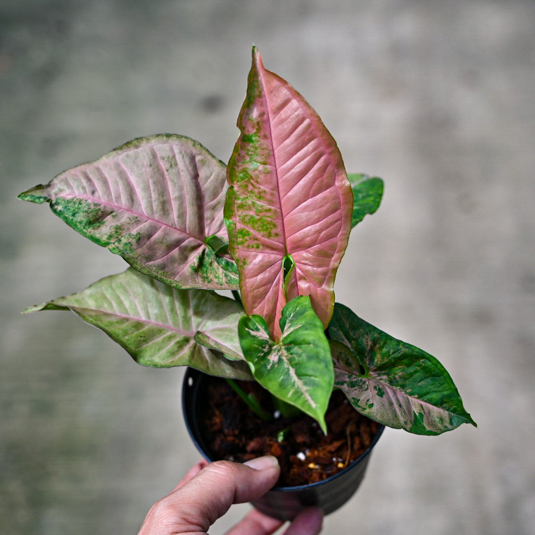 Syngonium pink flecked