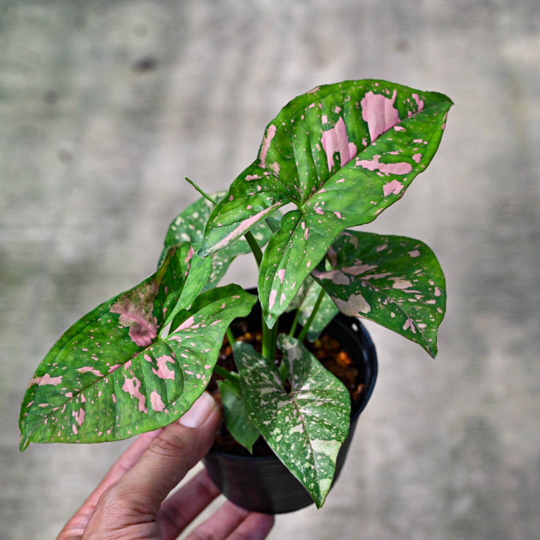 Syngonium pink splash allusion