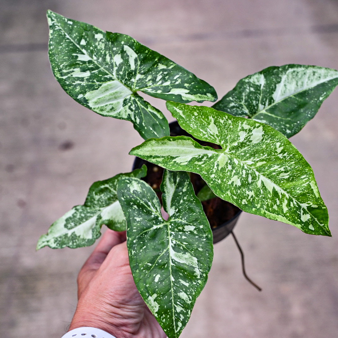 Syngonium panda